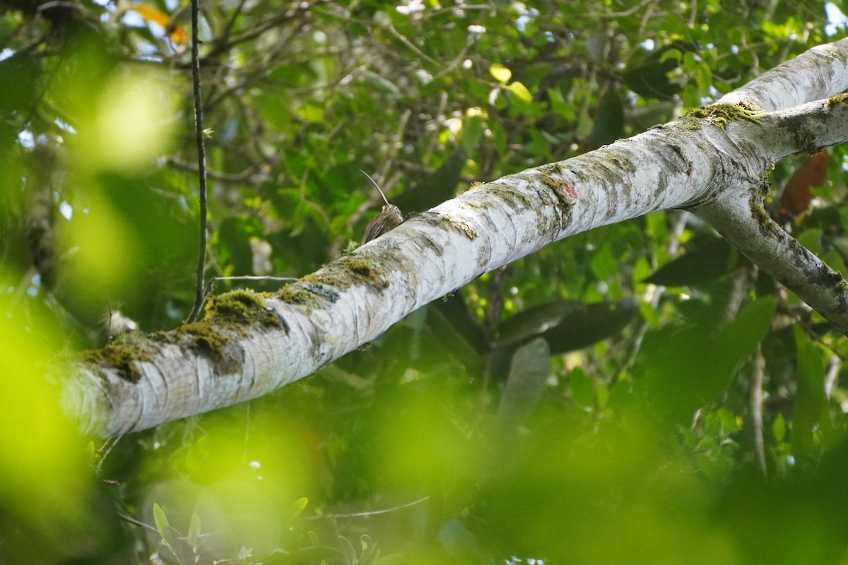 チャユミハシオニキバシリ - ML643719603