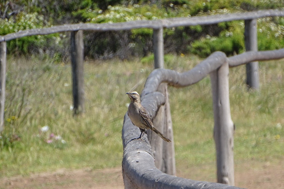 Chilean Mockingbird - ML643719609