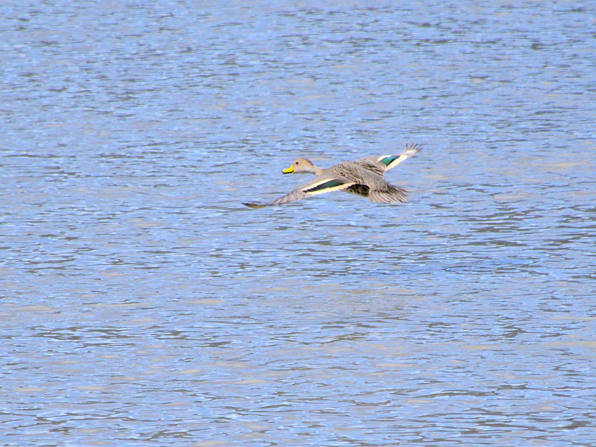Yellow-billed Pintail - ML643719626