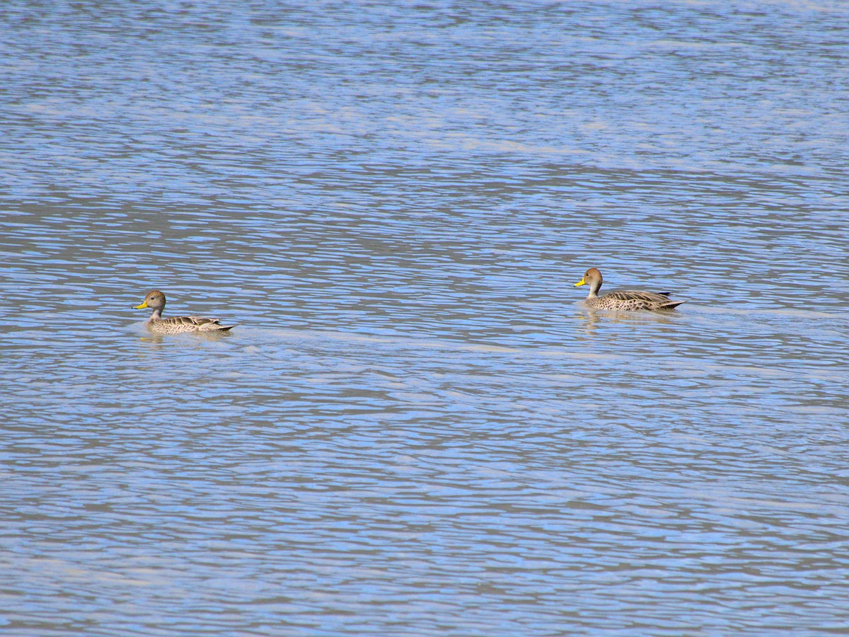 Yellow-billed Pintail - ML643719627