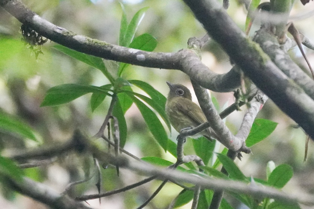 Eye-ringed Flatbill - ML643719628