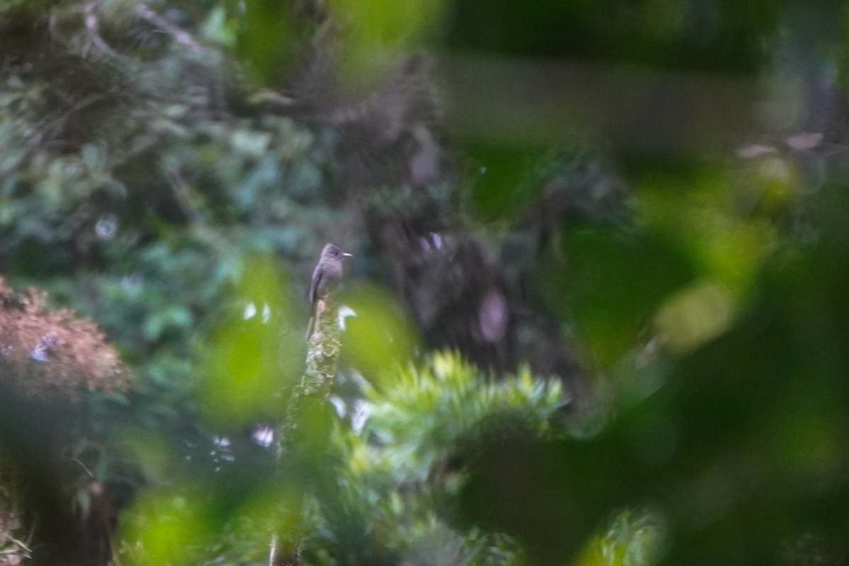 ハイイロヒタキモドキ - ML643719639