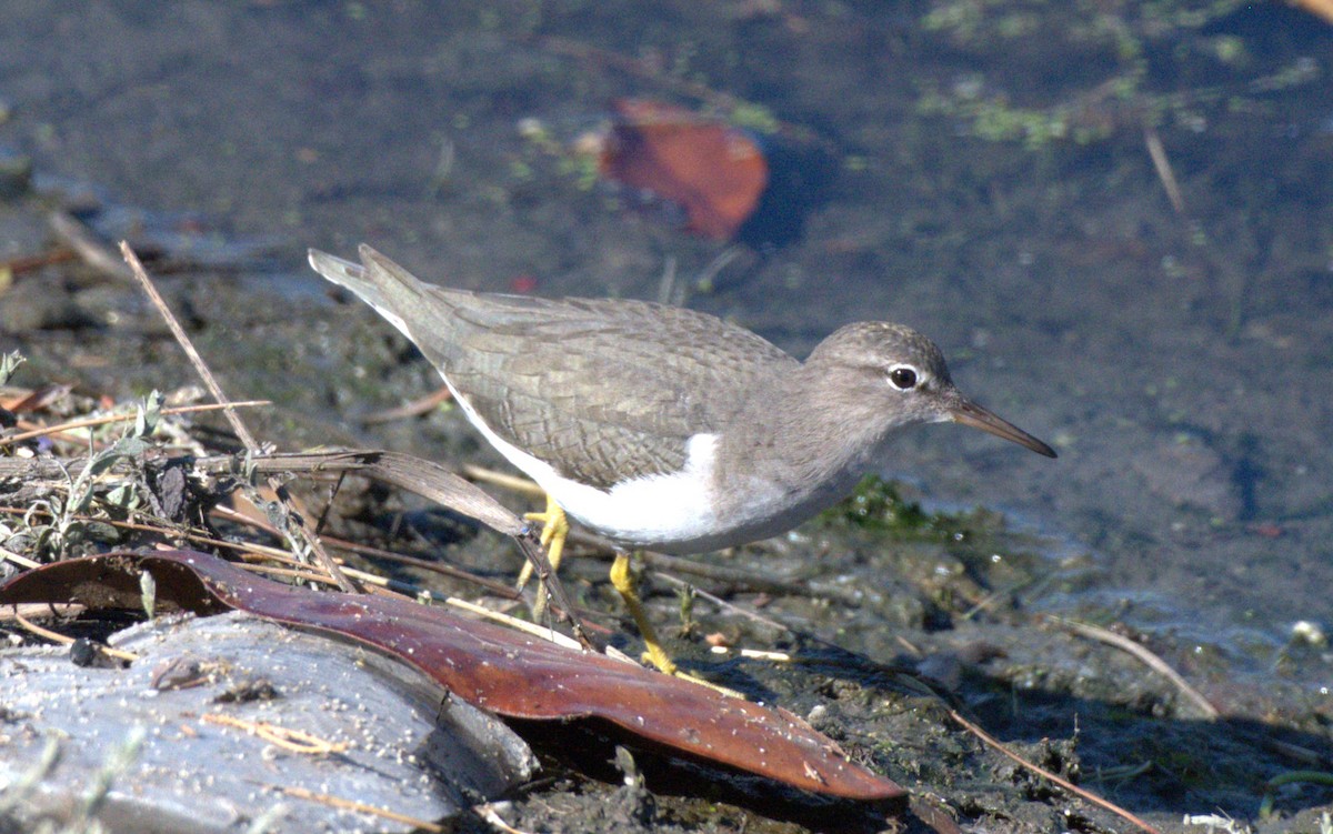 Spotted Sandpiper - ML643719653