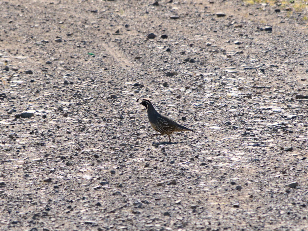 California Quail - ML643719659
