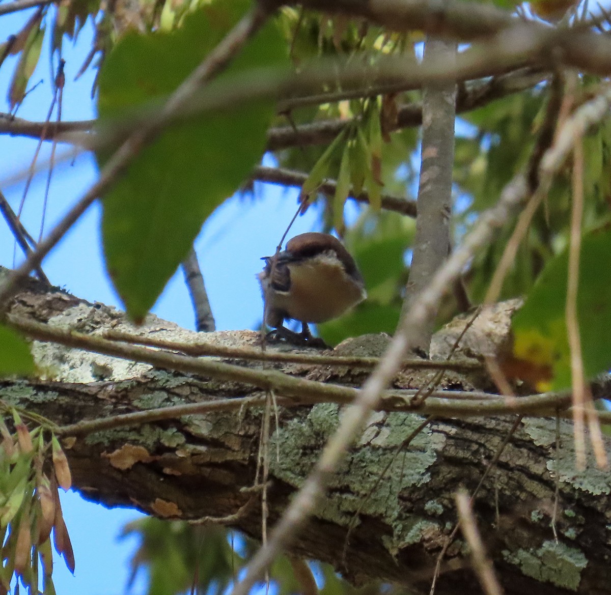 Brown-headed Nuthatch - ML643719660
