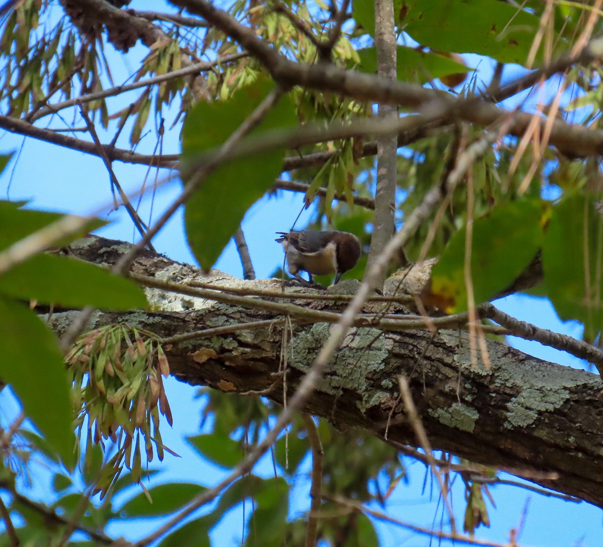 Brown-headed Nuthatch - ML643719661