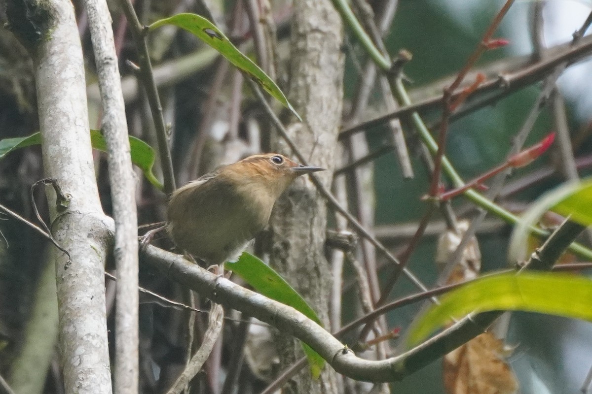 Ochraceous Wren - ML643719665