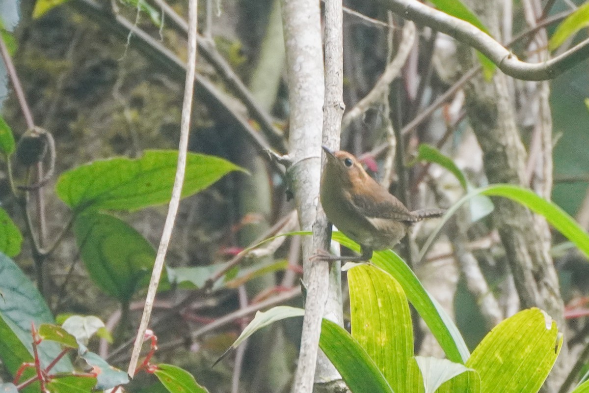 Ochraceous Wren - ML643719666