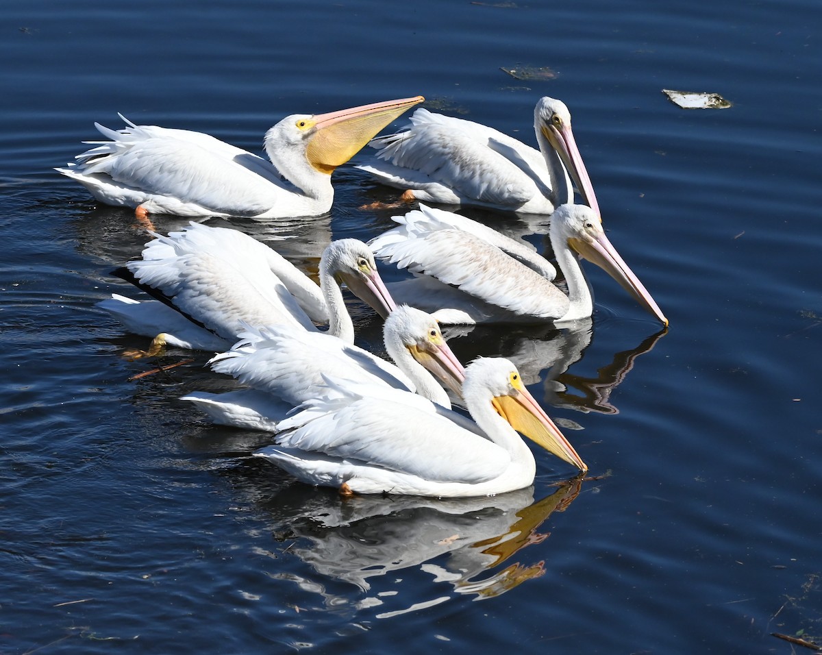 American White Pelican - ML643719671