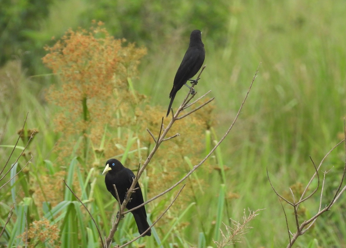 Red-rumped Cacique - ML643719678