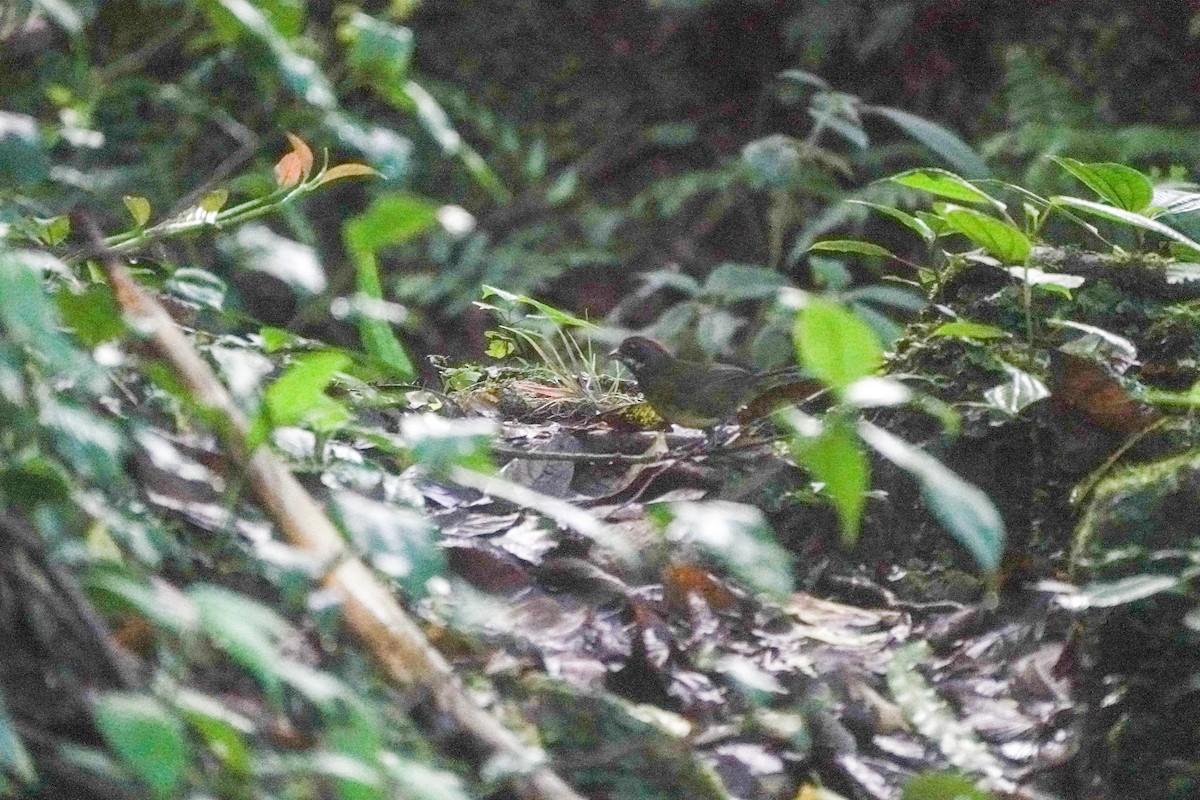 Sooty-faced Finch - ML643719679