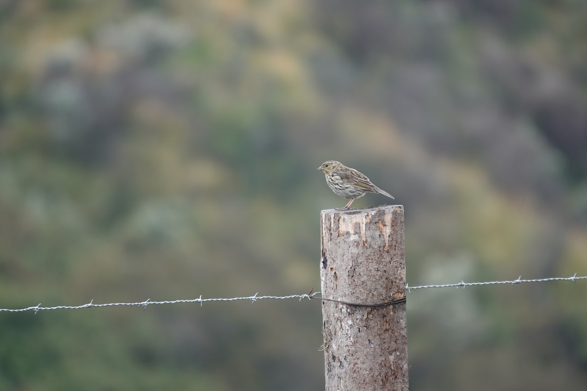 Plumbeous Sierra Finch - ML643719681
