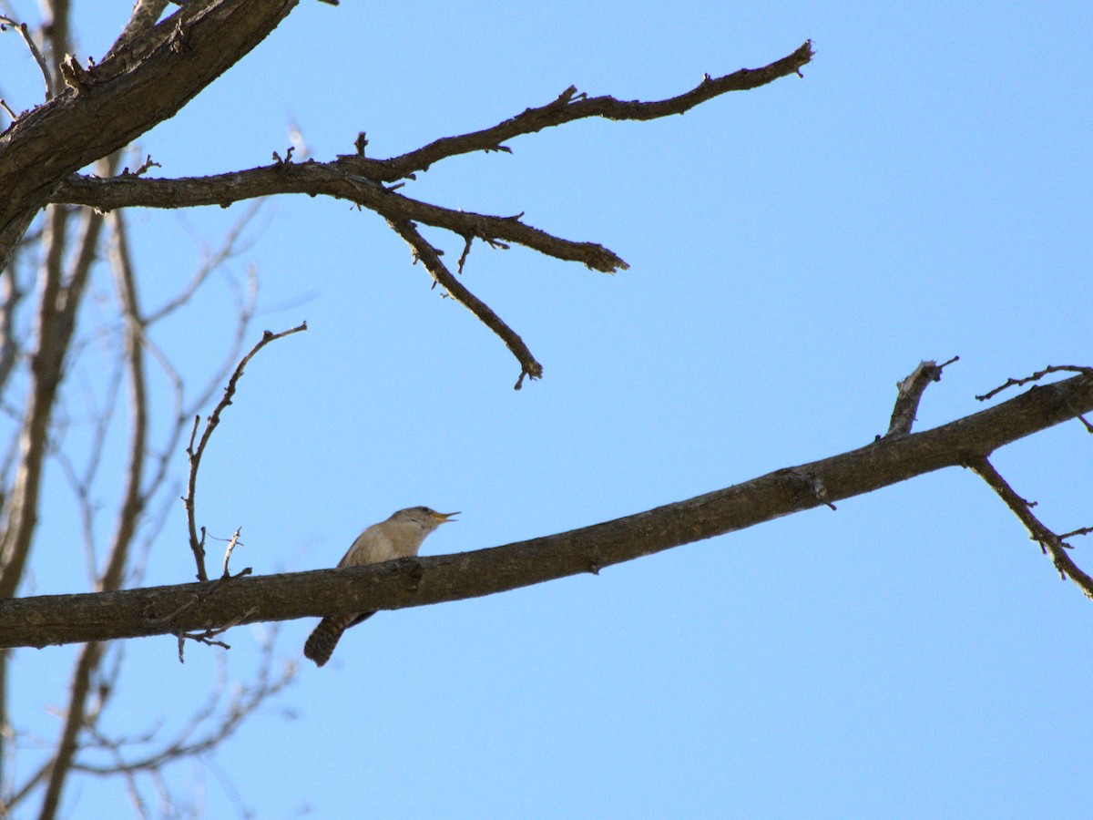 Southern House Wren - ML643719686
