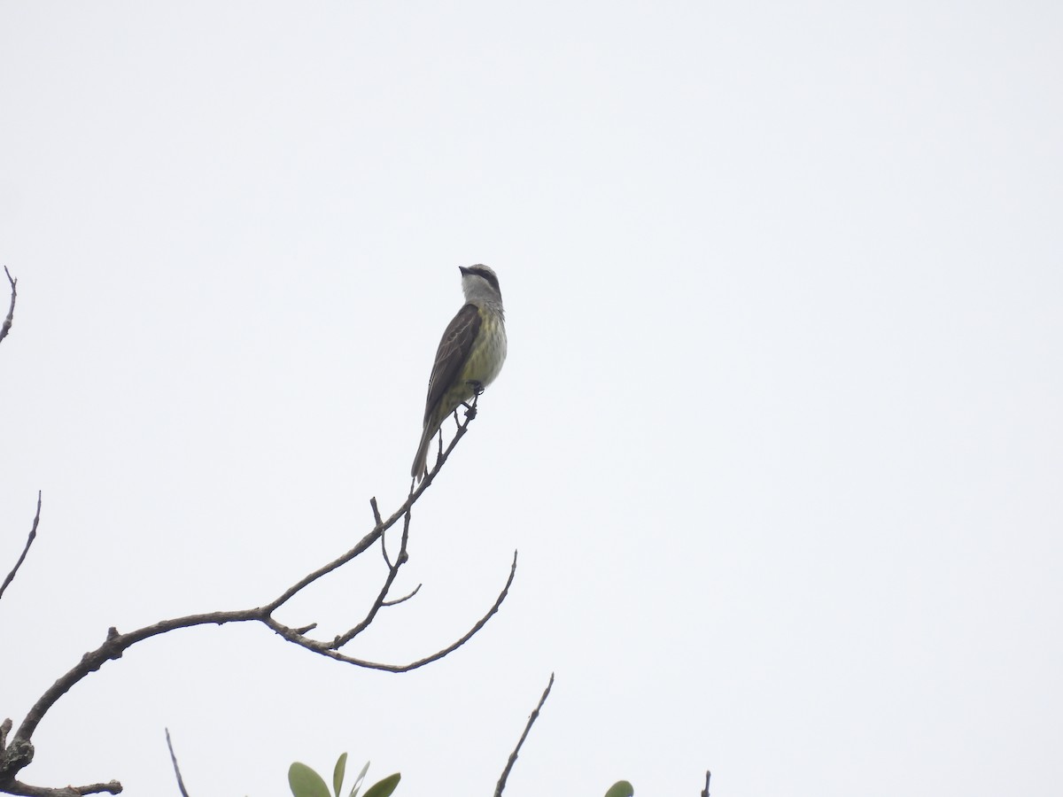 Piratic Flycatcher - ML643719687