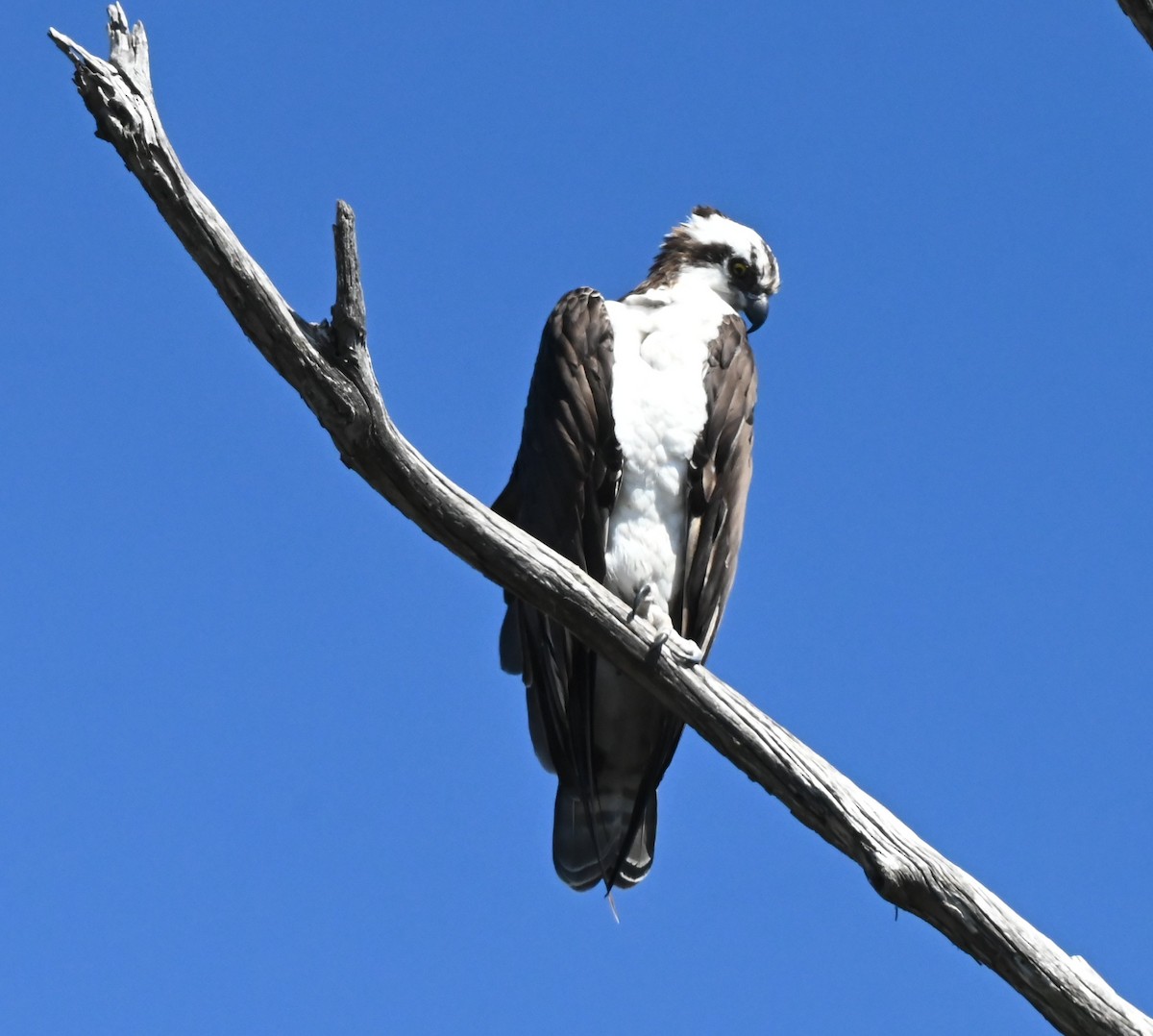 Osprey - ML643719699