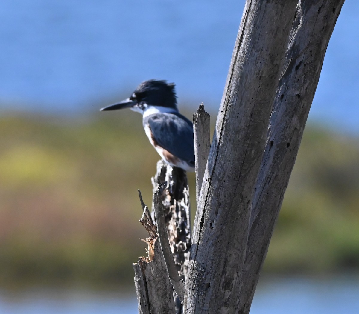 Belted Kingfisher - ML643719713