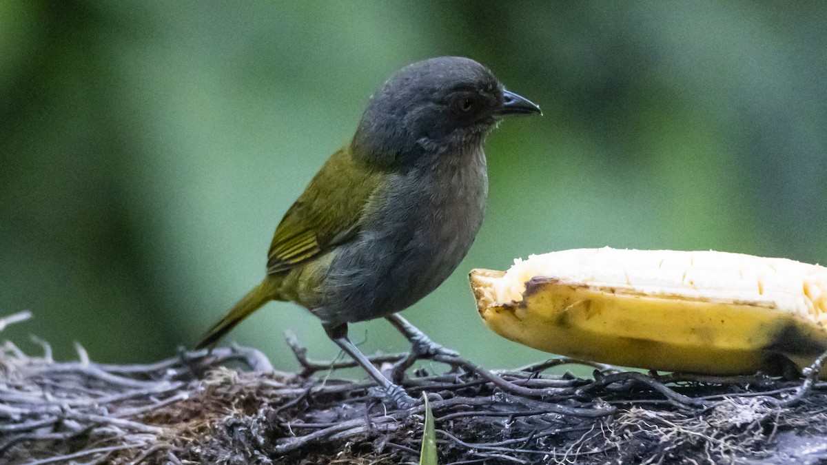 Dusky Chlorospingus - ML643719717