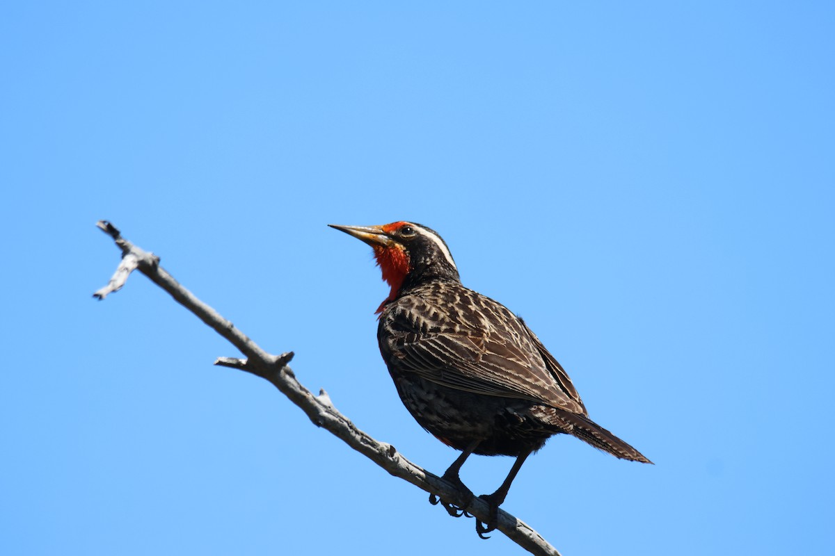 Long-tailed Meadowlark - ML643719724