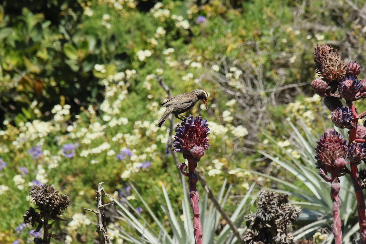 Long-tailed Meadowlark - ML643719725