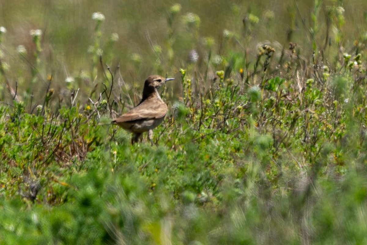 Common Miner - ML643719734