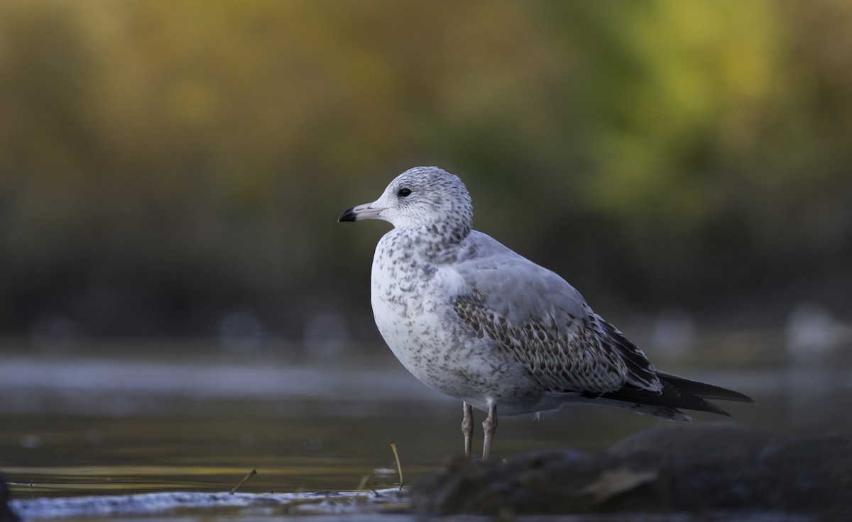 Ring-billed Gull - ML643719738