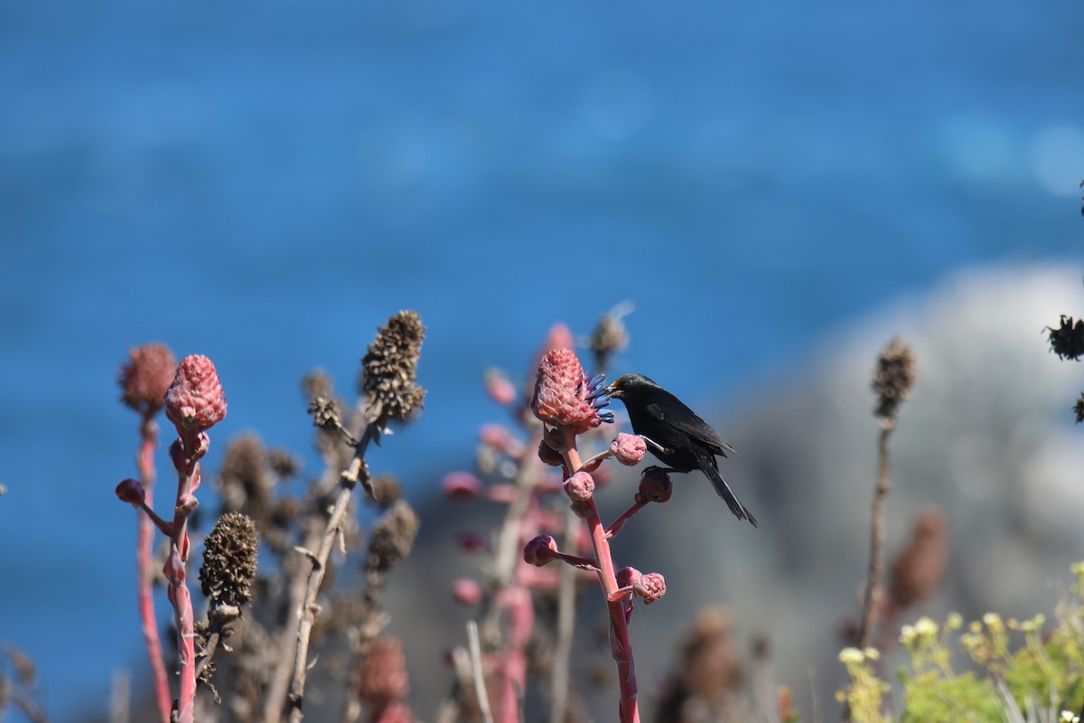 Austral Blackbird - ML643719745
