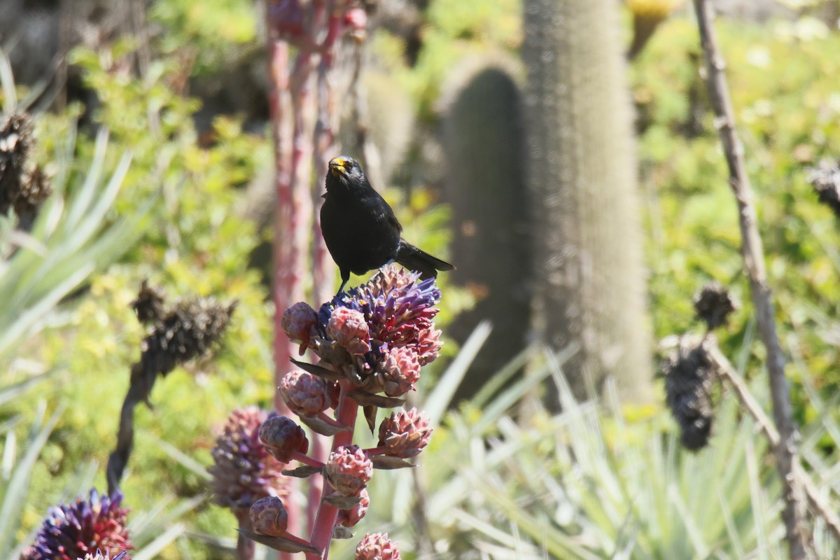 Austral Blackbird - ML643719747