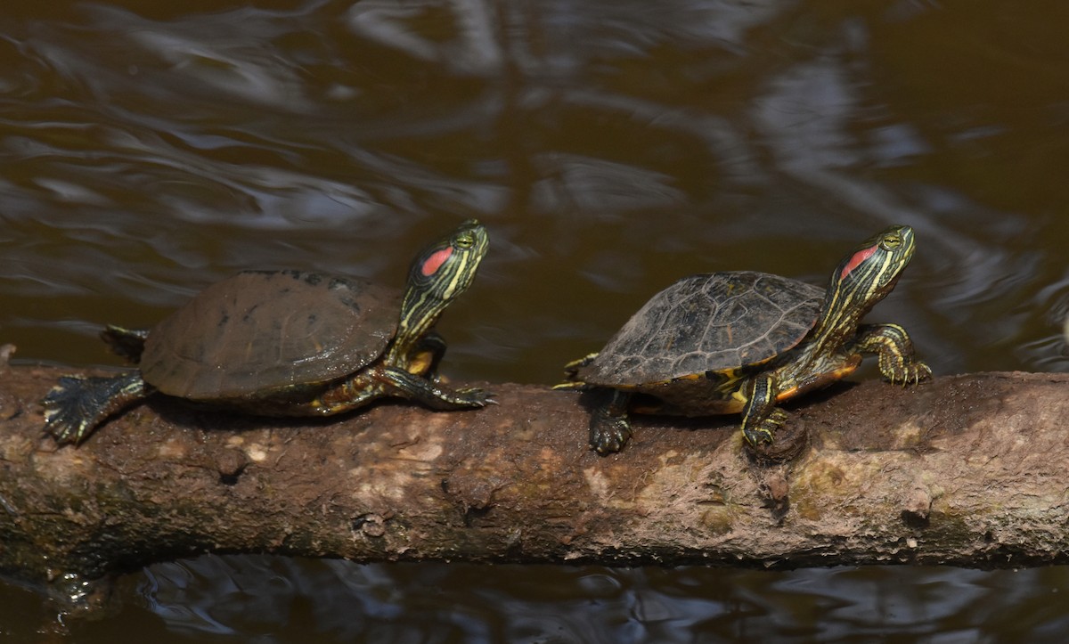 Red-eared Slider - ML643719751