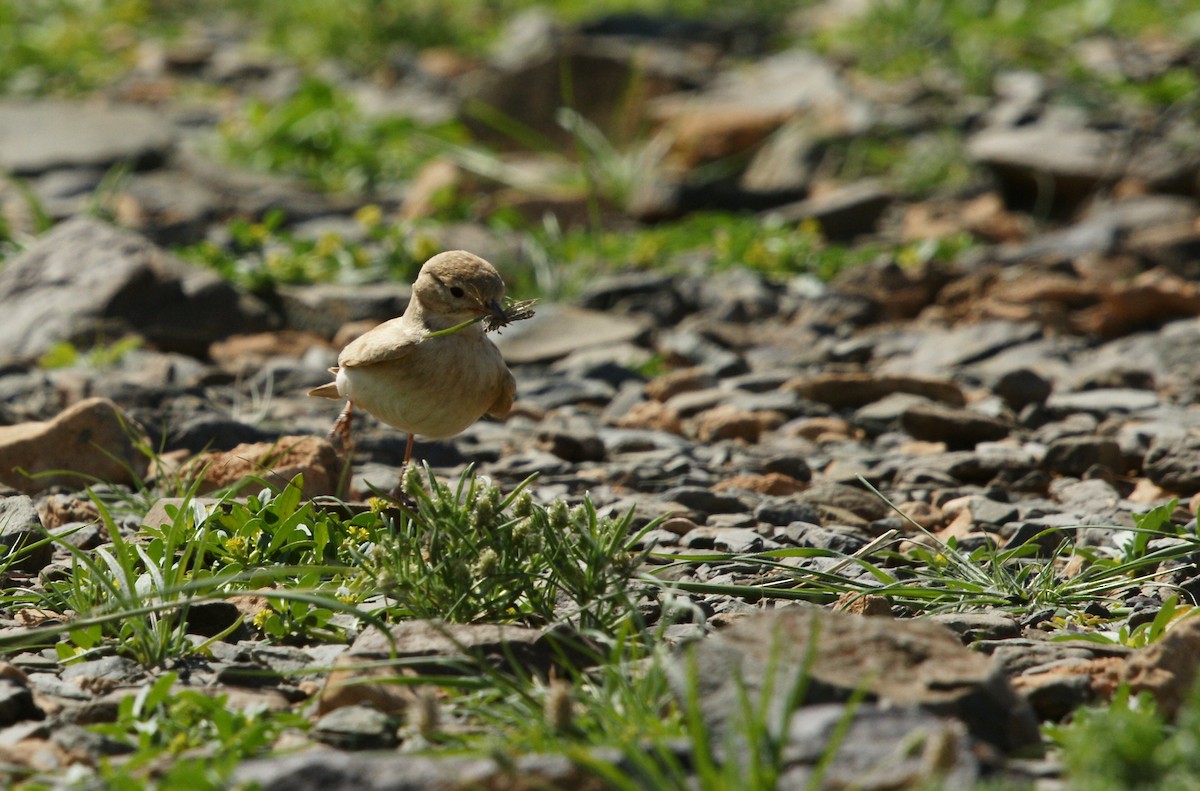 Bar-tailed Lark - ML643719752