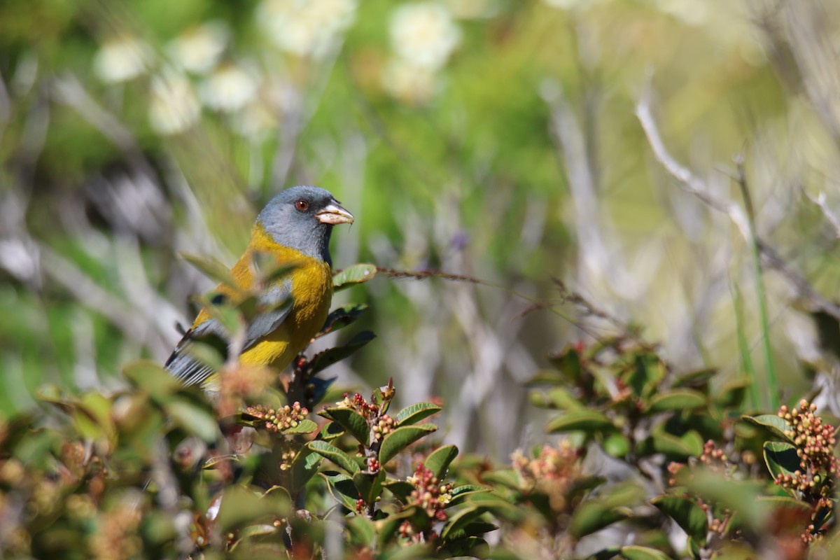 Gray-hooded Sierra Finch - ML643719754