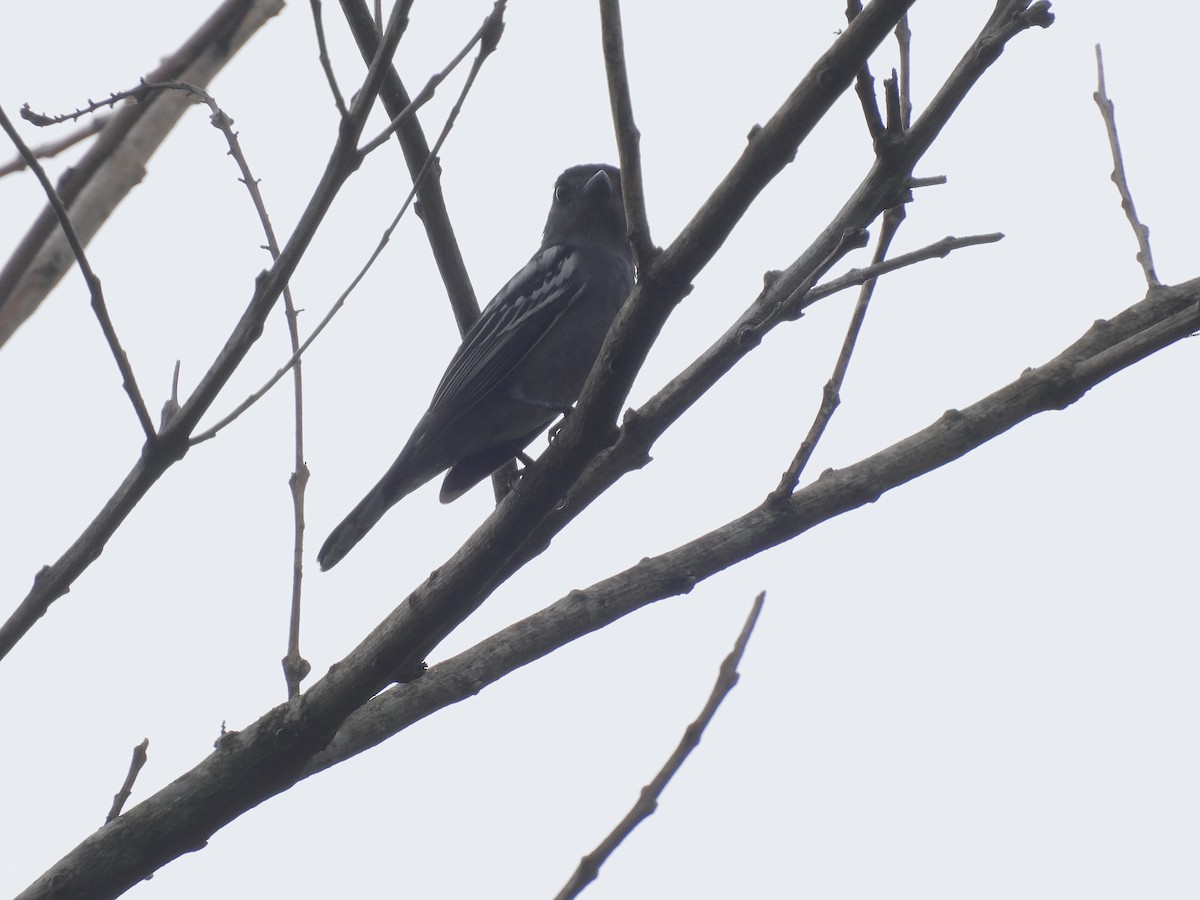 White-winged Becard - ML643719775