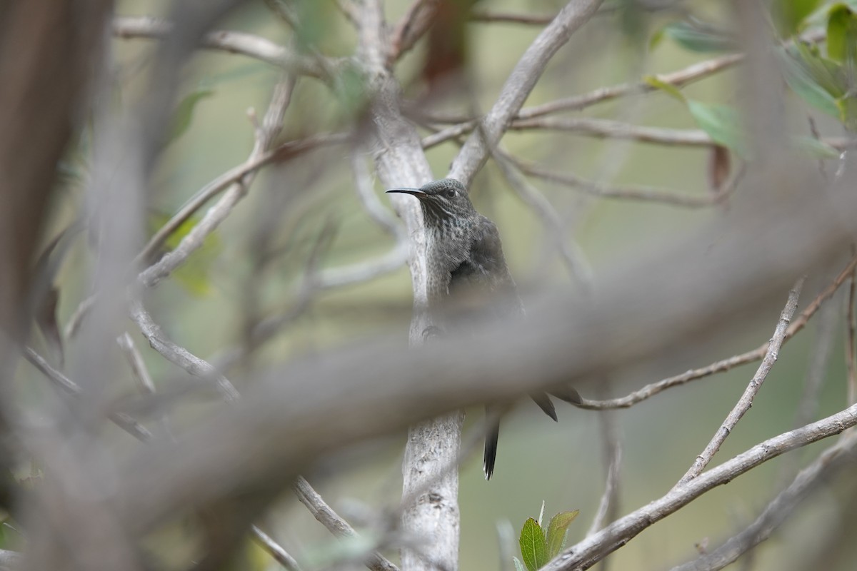 Ecuadorian Hillstar - ML643719779