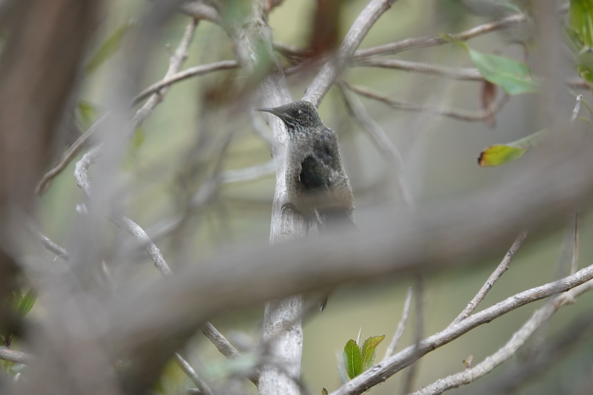 Ecuadorian Hillstar - ML643719783