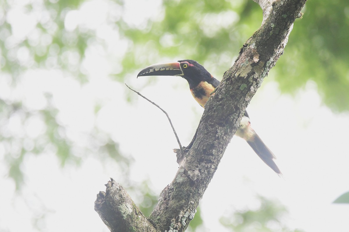 Collared Aracari - ML643719786