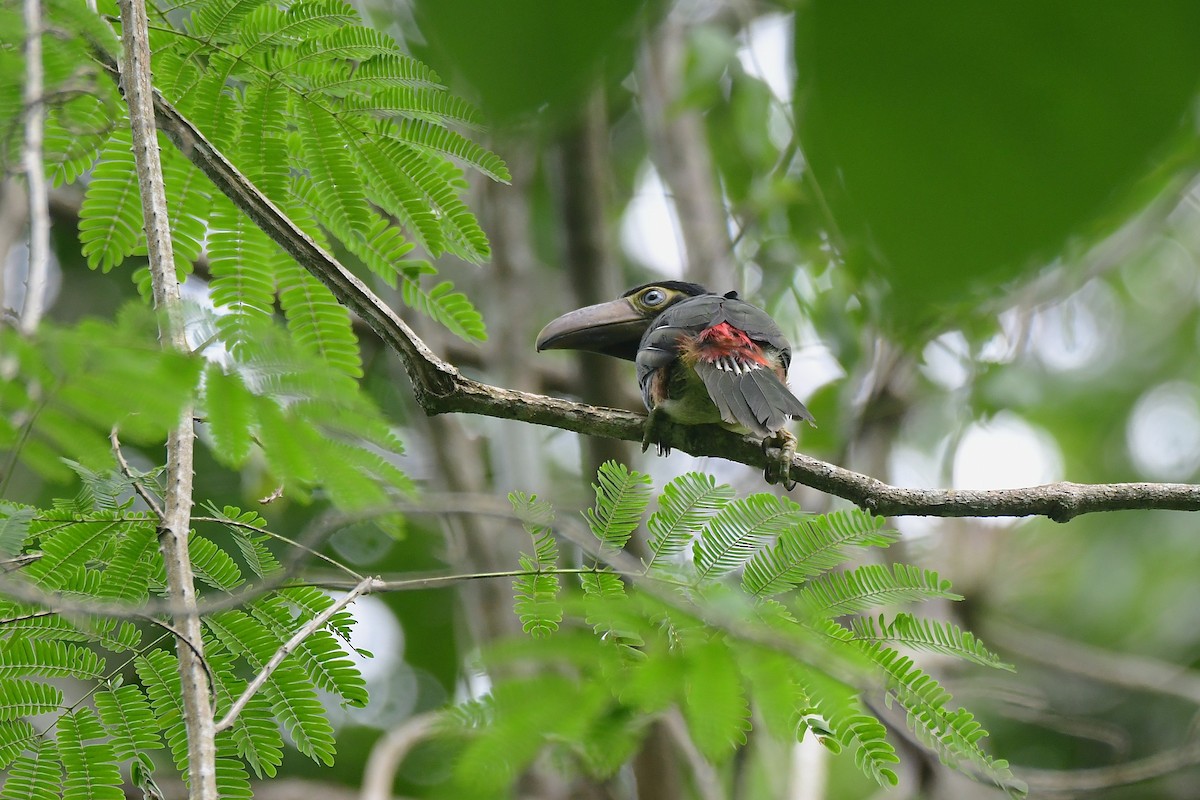 Collared Aracari - ML643719787