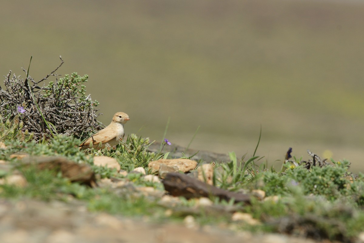 Bar-tailed Lark - ML643719790