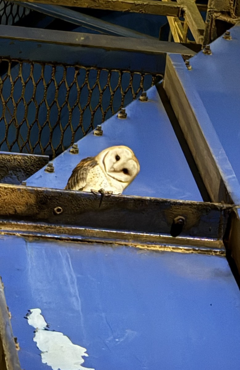 Hontz zuri amerikarra - ML643719799