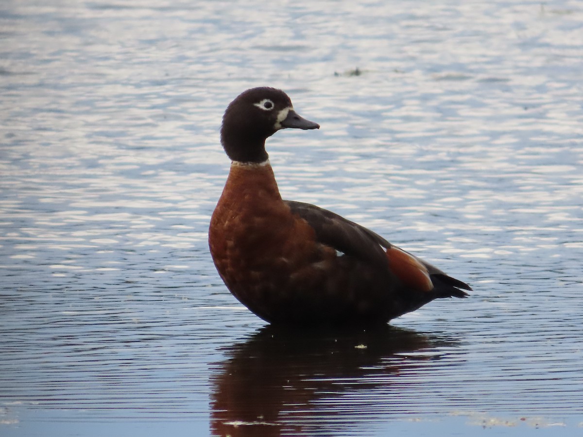 Australian Shelduck - ML643719800