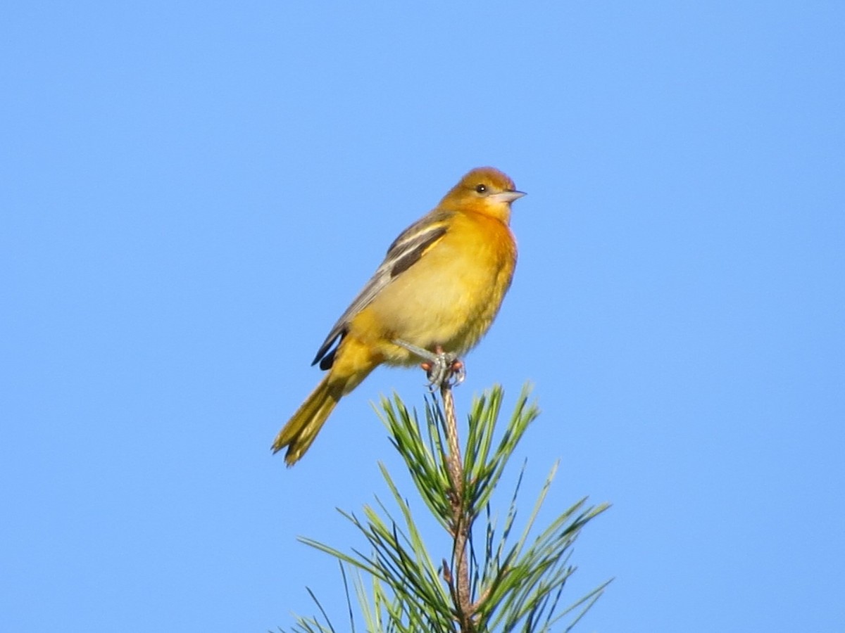 Oriole de Baltimore - ML64371981