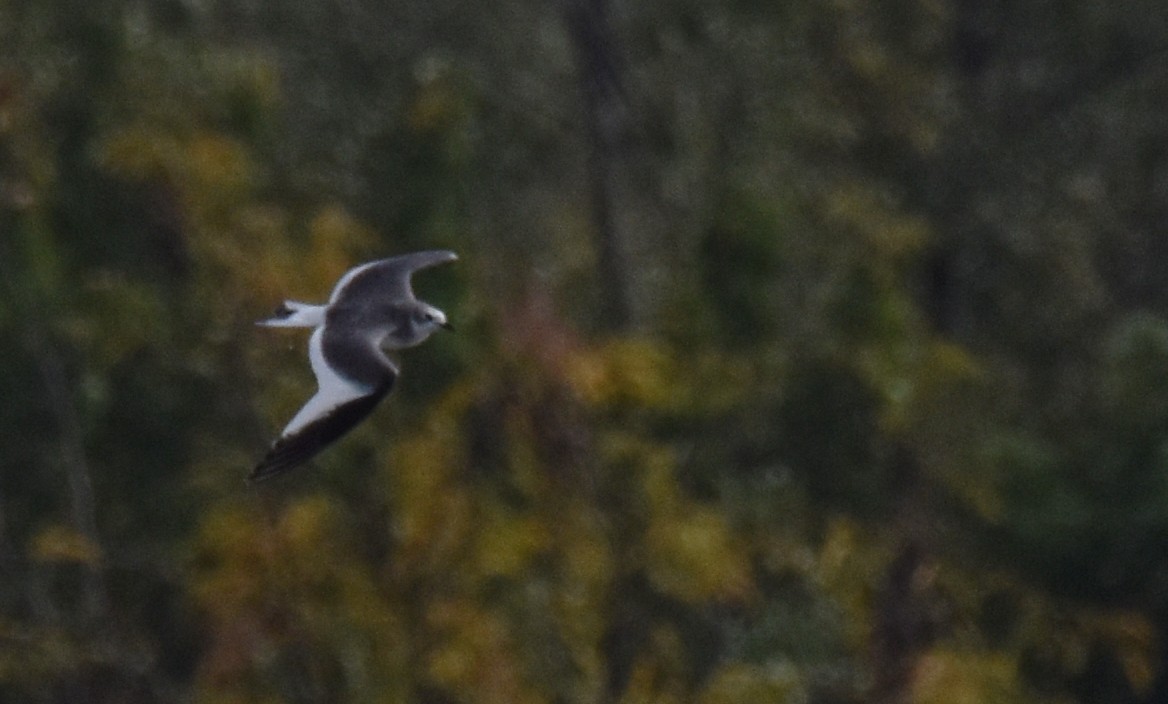 Sabine's Gull - ML643719815