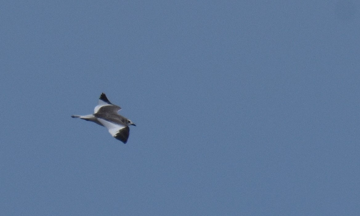 Sabine's Gull - ML643719816