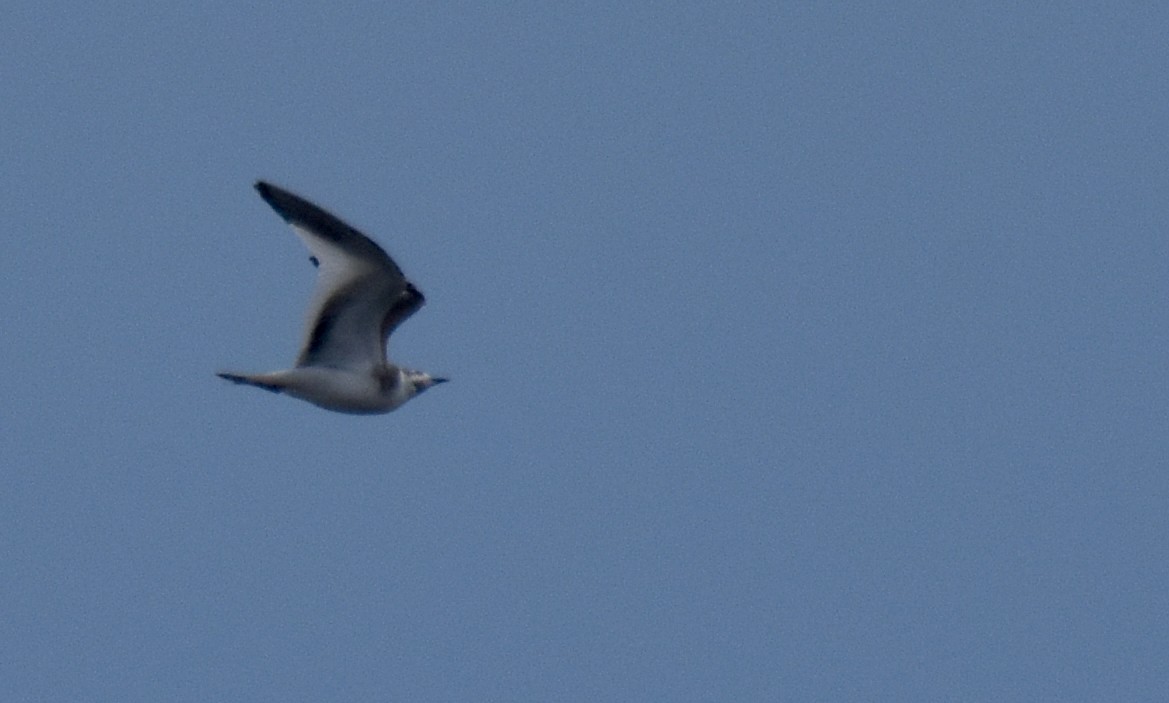 Sabine's Gull - ML643719817