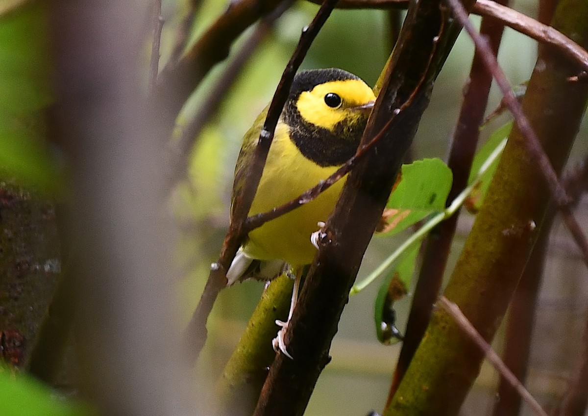 クロズキンアメリカムシクイ - ML643719818
