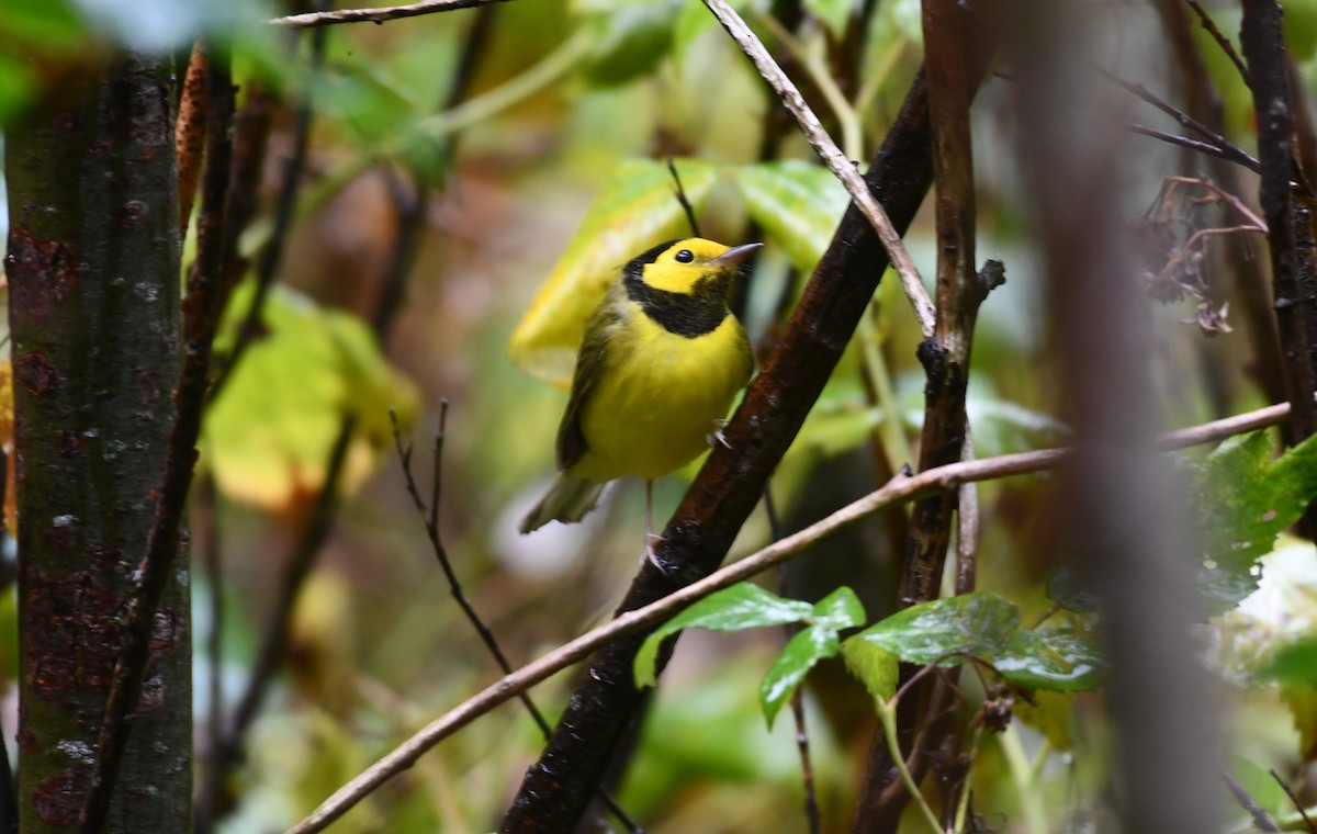 クロズキンアメリカムシクイ - ML643719819