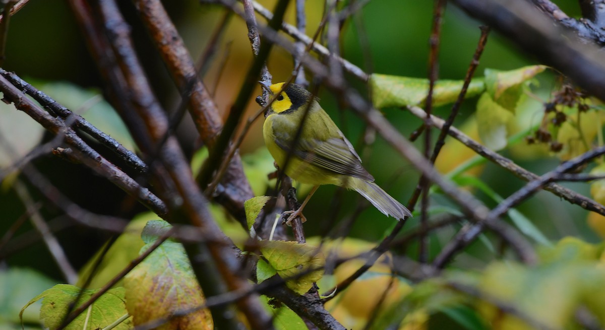 クロズキンアメリカムシクイ - ML643719820