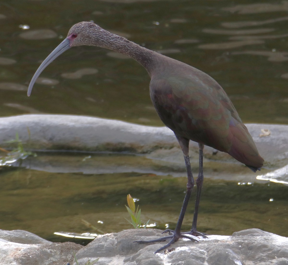 Ibis à face blanche - ML643719829
