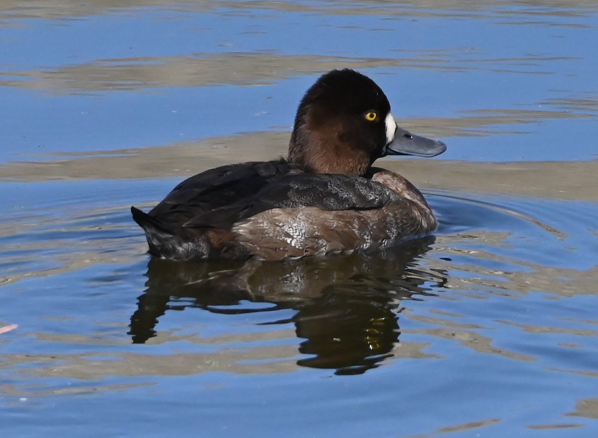 Lesser Scaup - ML643719830