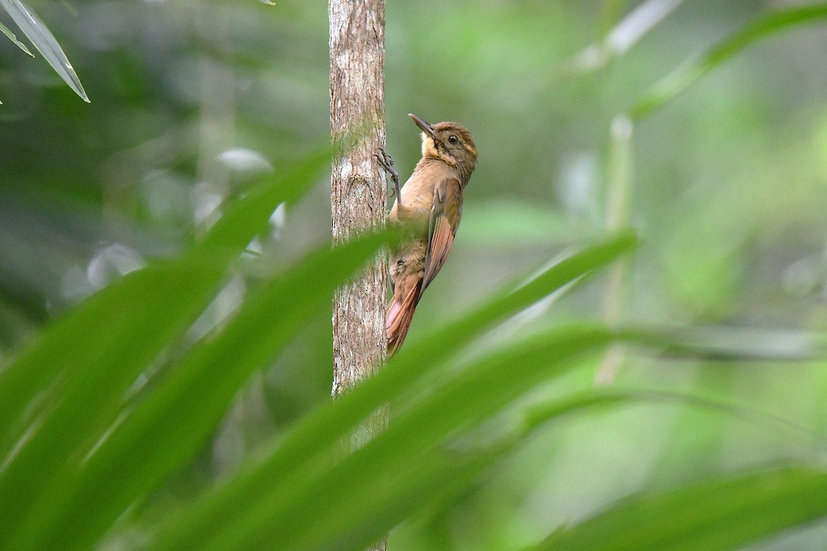 Tawny-winged Woodcreeper - ML643719831