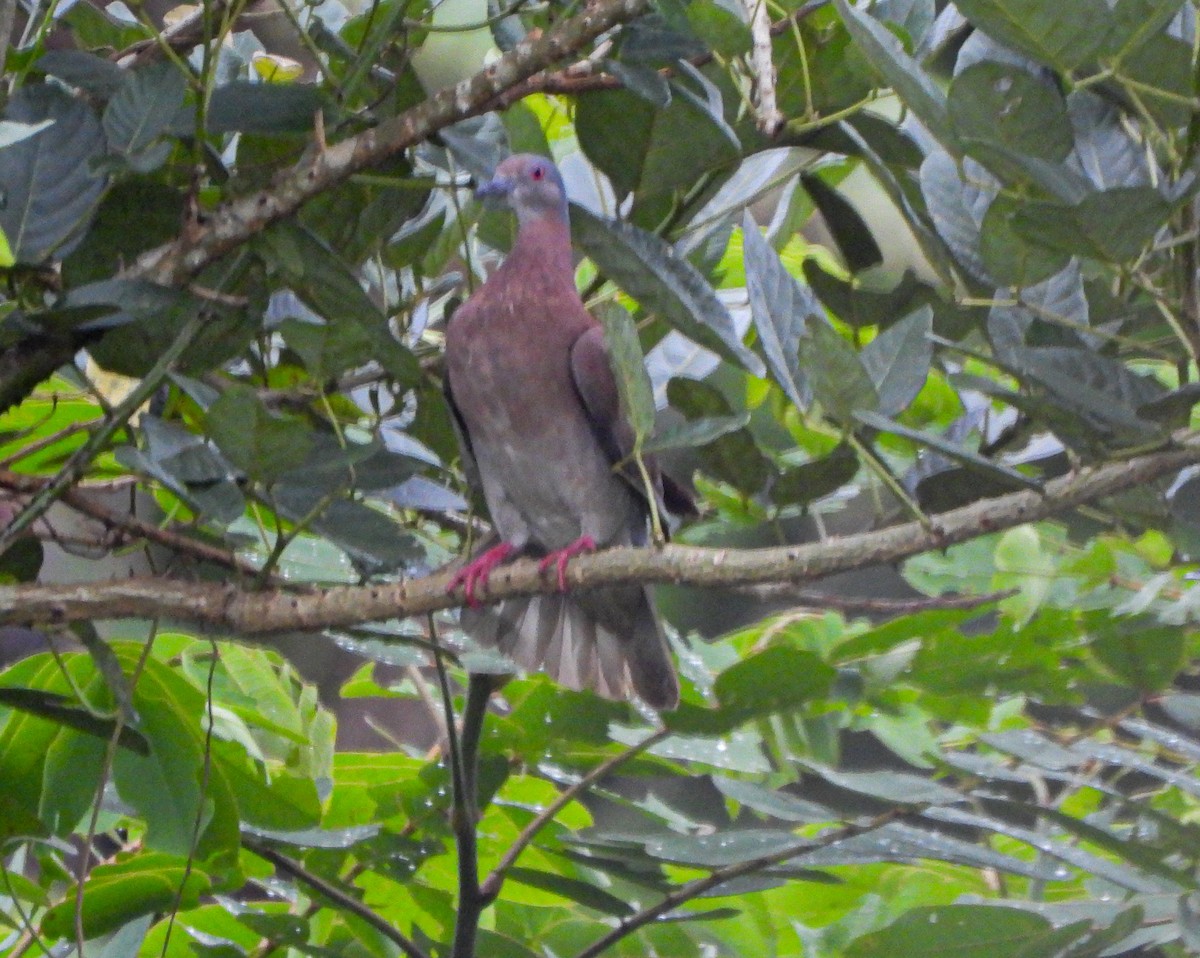 Pale-vented Pigeon - ML643719840