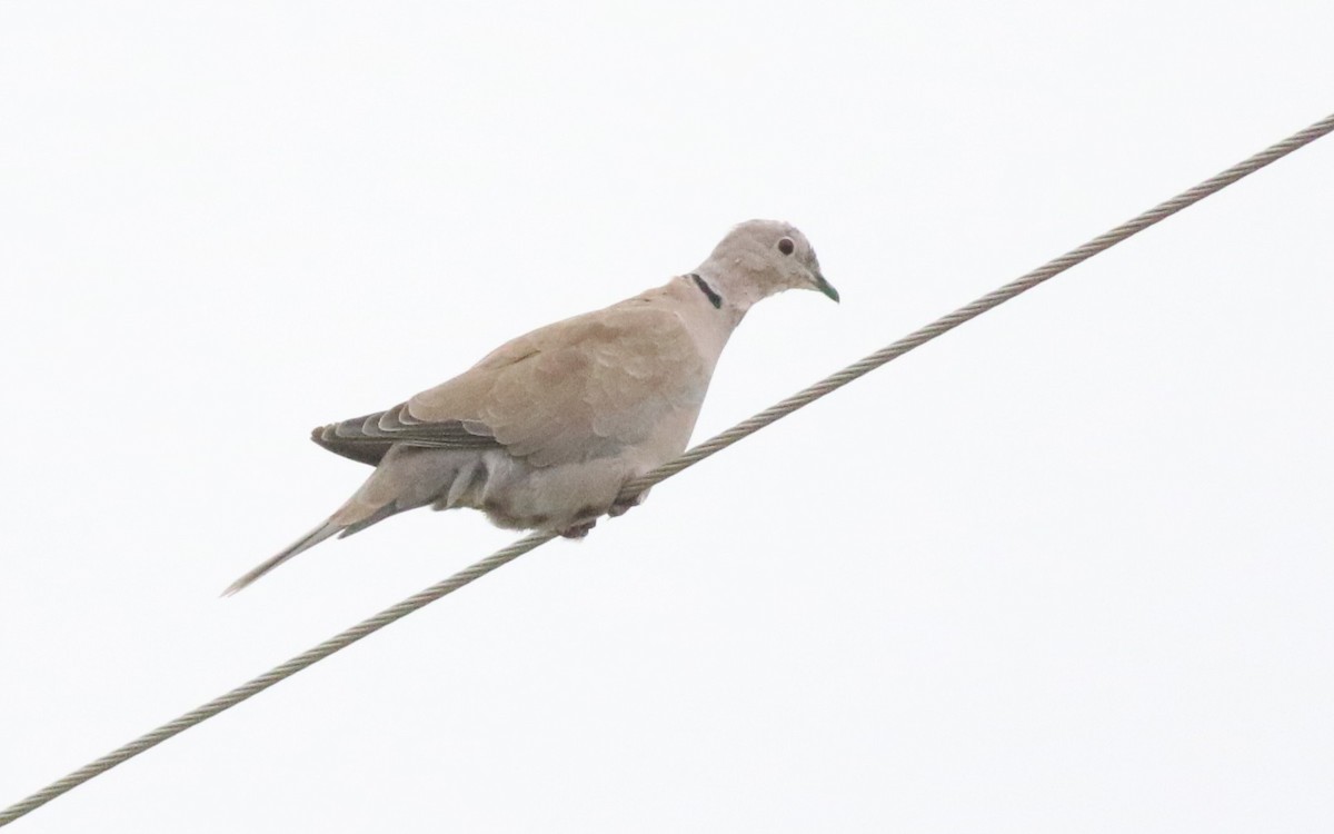Eurasian Collared-Dove - ML643719850